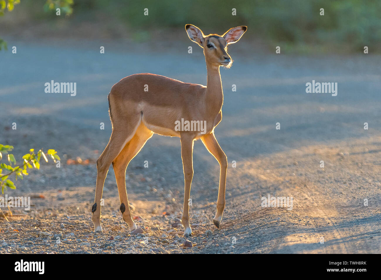 Young impala in kruger hi-res stock photography and images - Alamy