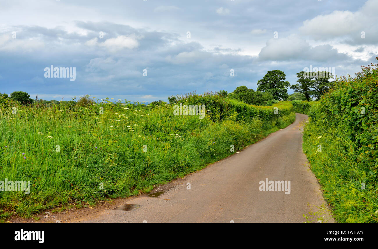 Small country lane in rural Somerset countryside, England Stock Photo