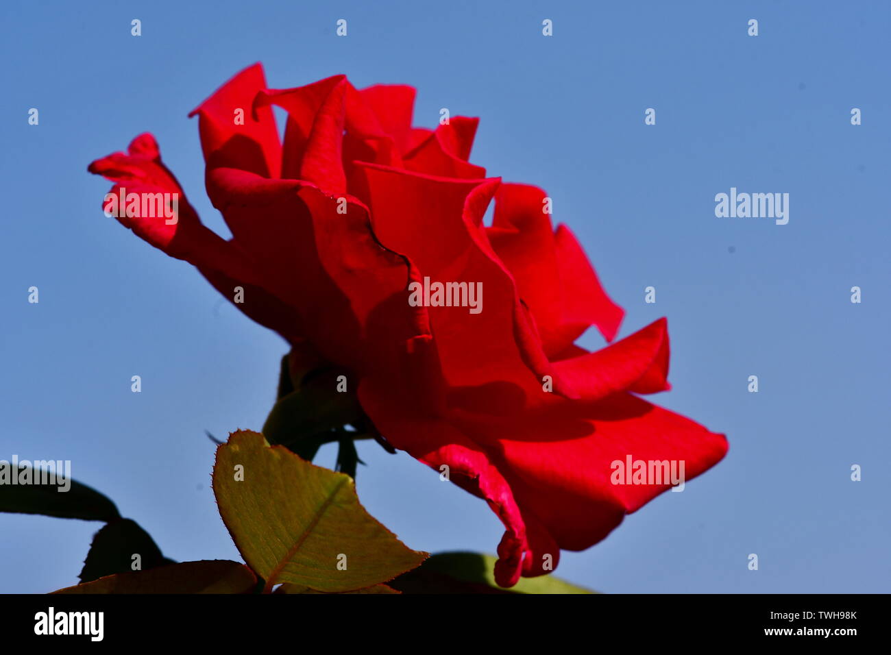 Roses are Red Stock Photo Alamy