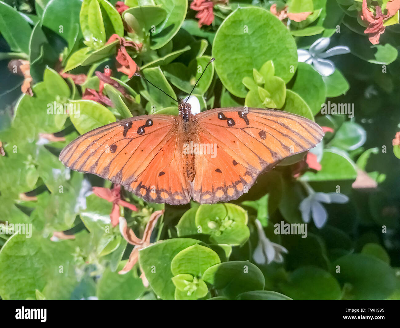 Gulf fritillary (aka passion butterfly) feeding on Star Jasmine. Stock Photo