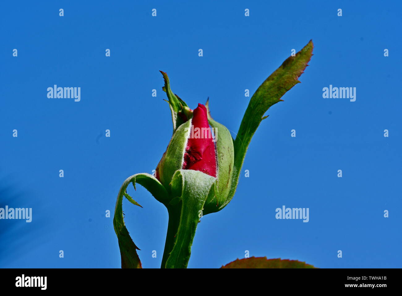 Roses are Red Stock Photo Alamy