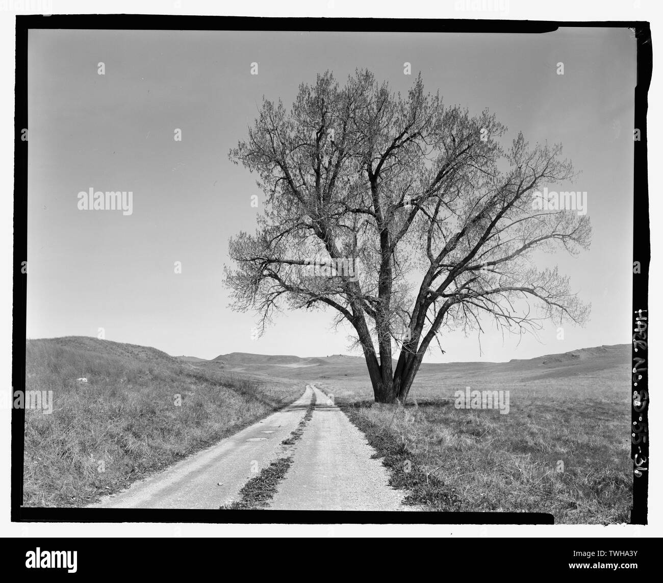 Route 5, road alignment with cottonwood tree. View NW. - Wind Cave Roads and Bridges, Hot Springs, Fall River County, SD; South Dakota State Highway Commission; Civilian Conservation Corps; Bingham, Jesse; Bingham, Tom; McDonald, Jesse; Stabler, John; Stabler, Charles; Moss, John C; Roosevelt, Theodore; Goodwin, George; Cammerer, Arno; Norbeck, Peter; TJ Tobin Construction Company; Northwestern Construction Company; Flyte, William; John W Strahan Construction Company; Brady Engineering Company; Gray, Charles, field team project manager; Magdalenos, Christine, landscape architect; Marston, Chri Stock Photo