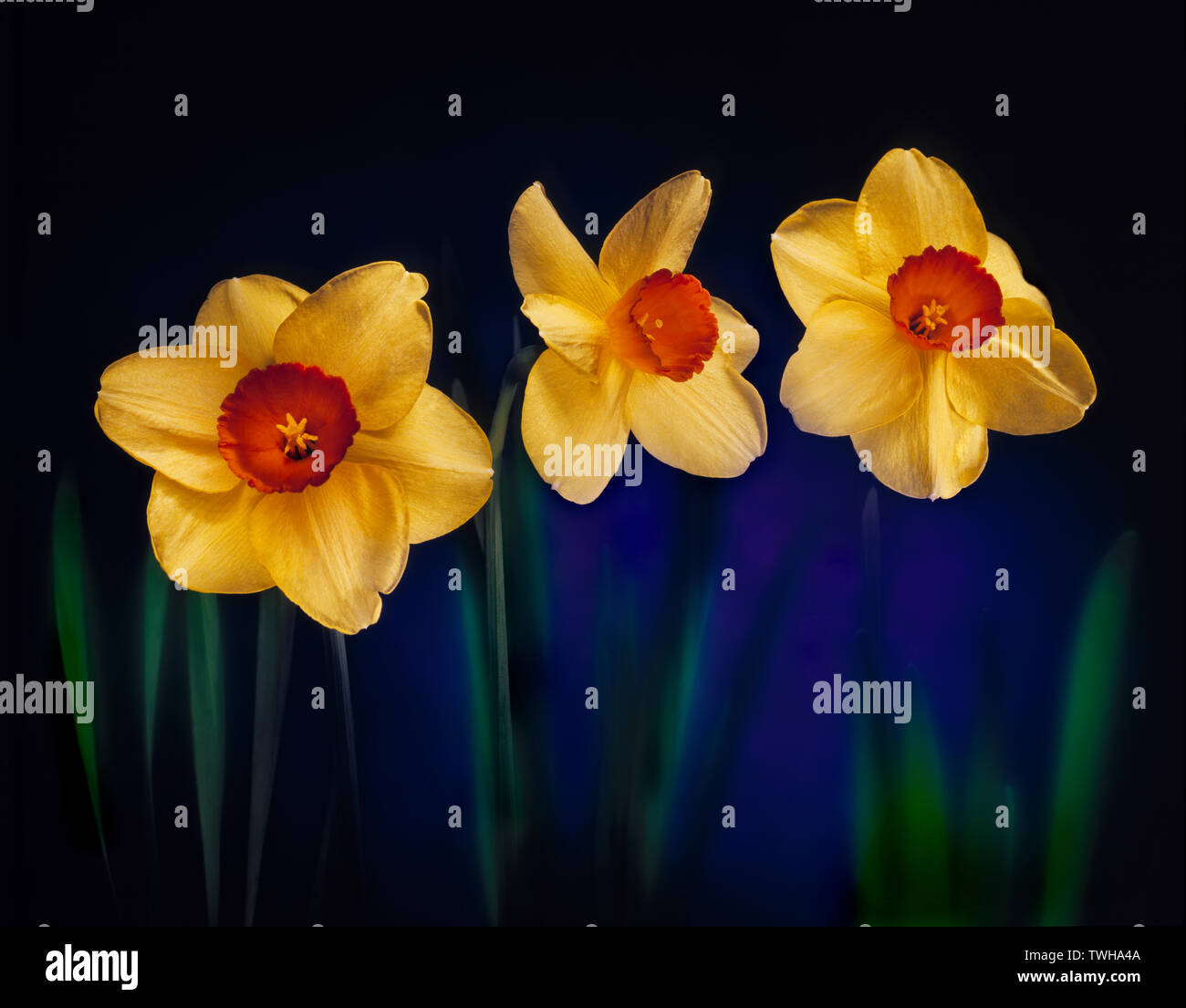 Three jonquils in full bloom, from a light painted series of florals in studio. Stock Photo