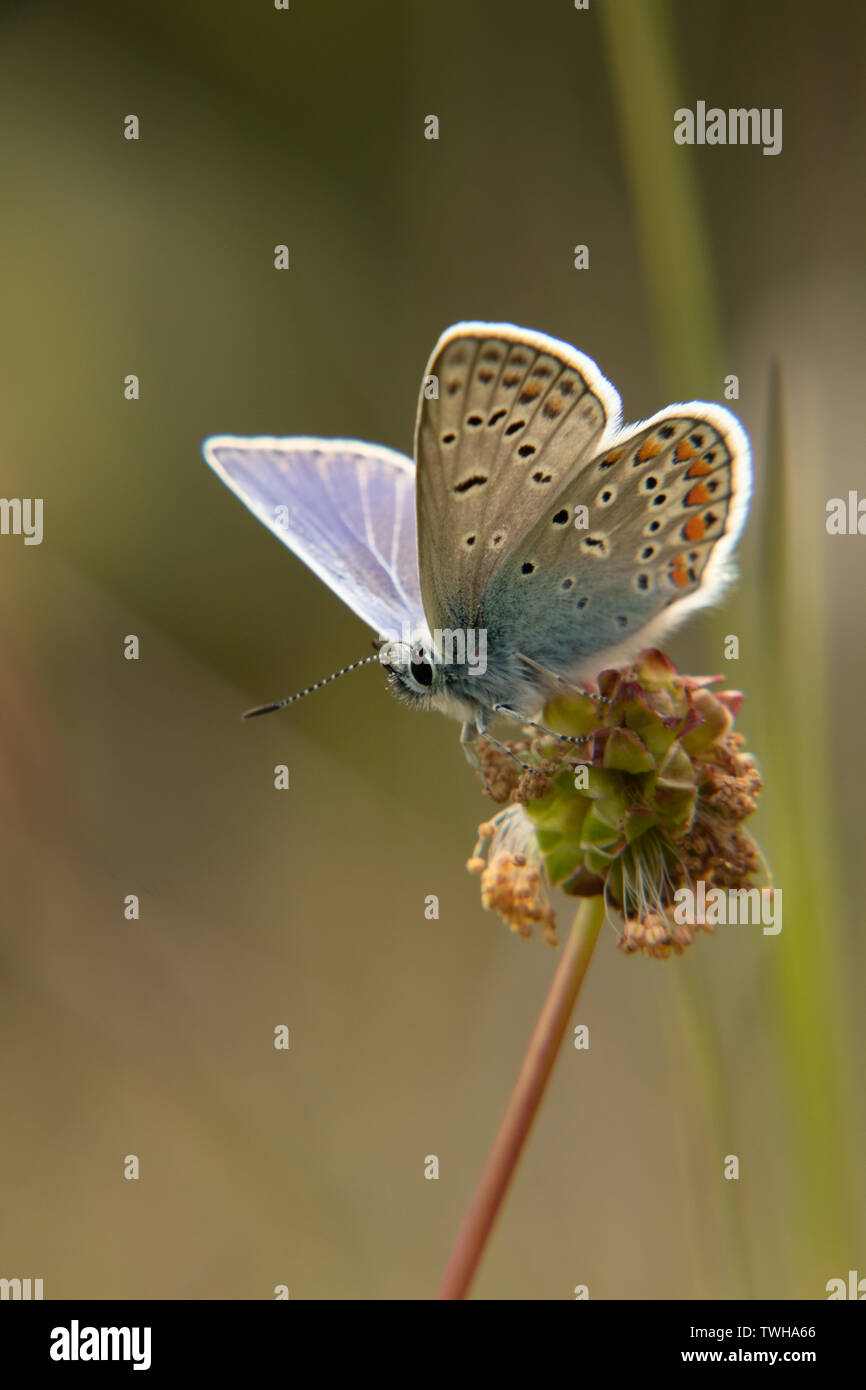 Almost taking of, common blue Stock Photo