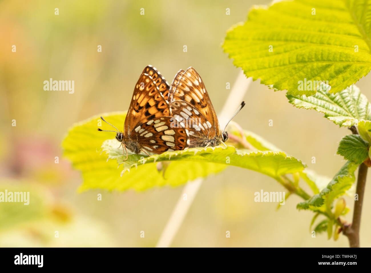 Two mating Small pearl-bordered fritillary Stock Photo