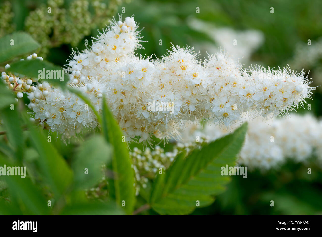 Sorbaria sorbifolia, false spiraea white flowers closeup Stock Photo
