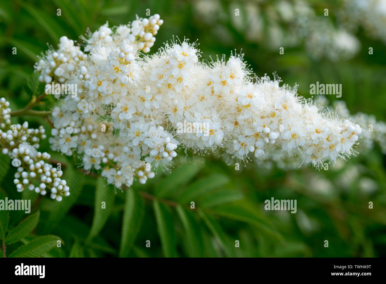 Sorbaria sorbifolia, false spiraea white flowers closeup Stock Photo