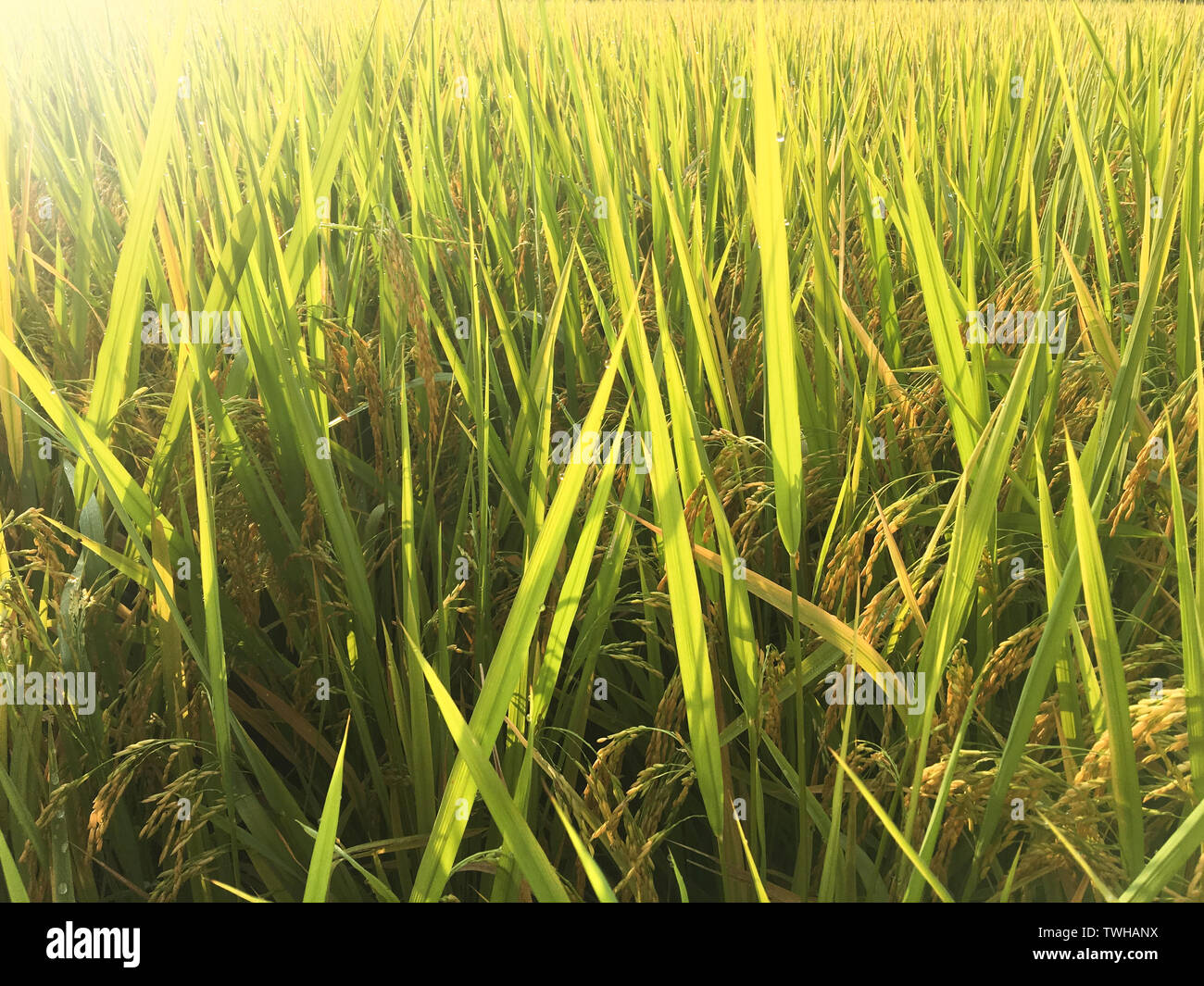 Grazing plants and grain planting environment hi-res stock photography ...