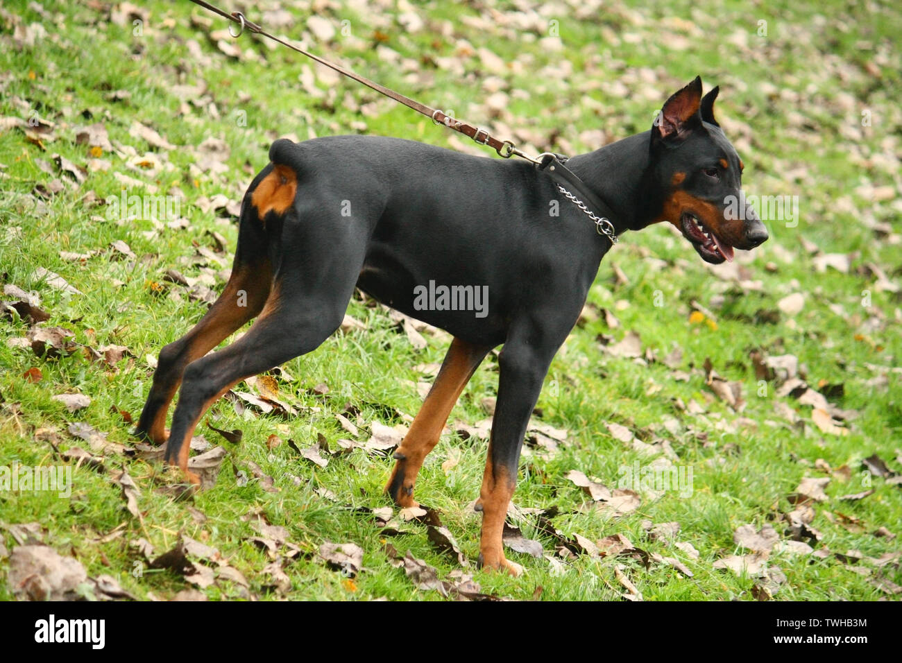 Doberman Pinscher on the background of autumn garden Stock Photo