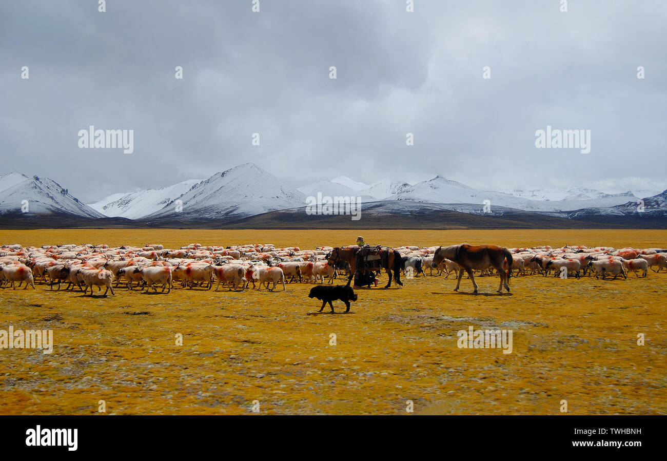 Tibet Ranchers Tibetan shepherds hi-res stock photography and images - Alamy