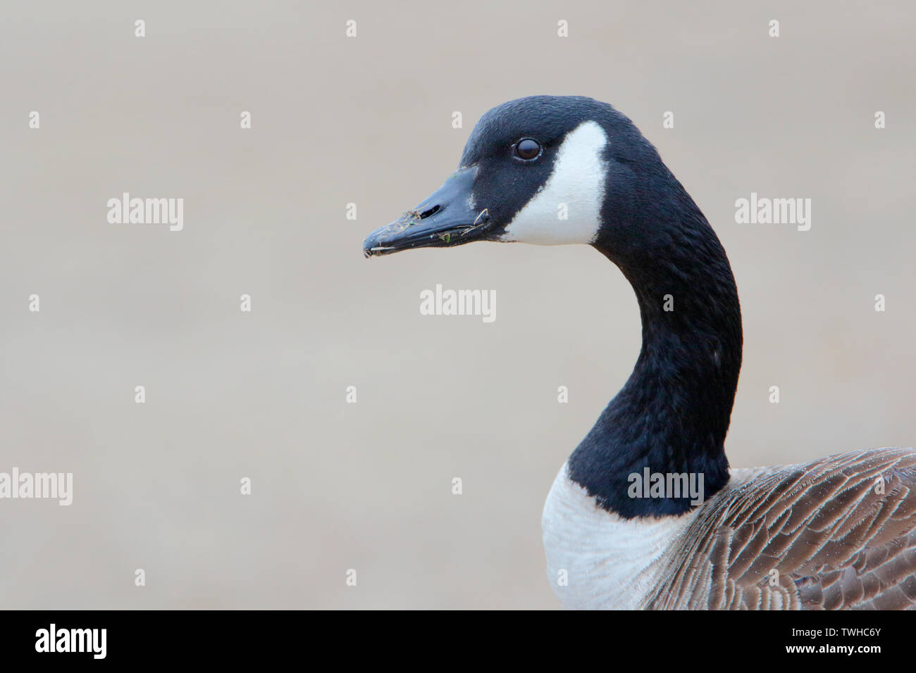 Canada goose (Branta canadensis) head portrait at Jones State Park ...