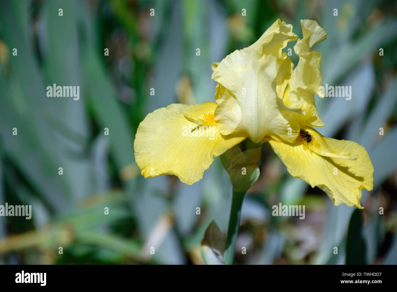 Bearded Yellow Iris in full Sunshine Stock Photo
