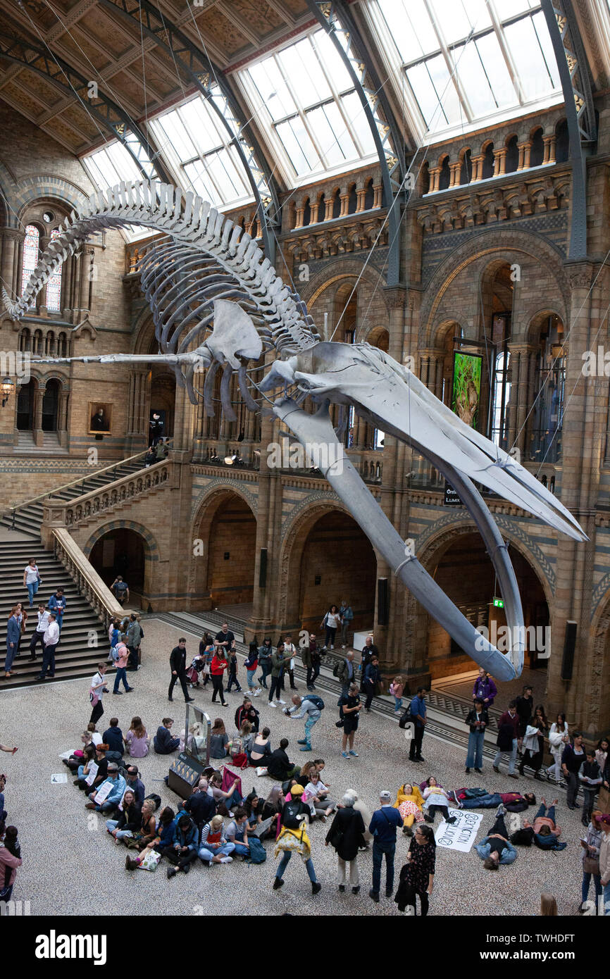 Extinction Rebellion protesters at the Natural History Museum opposing NHM hosting a dinner for the Petroleum Group of the Geological Society. Stock Photo