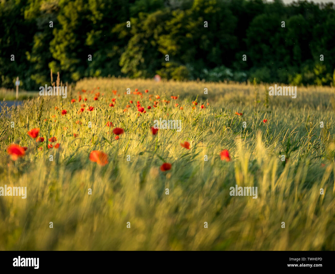 Poppies field sunset red hi-res stock photography and images - Alamy