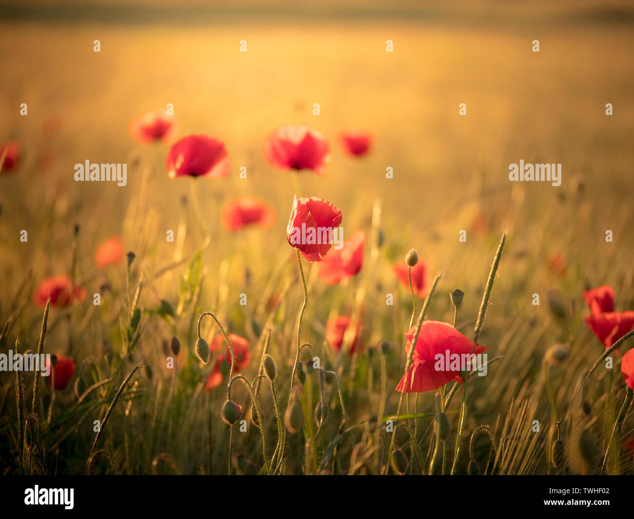 Huge poppy field hi-res stock photography and images - Alamy