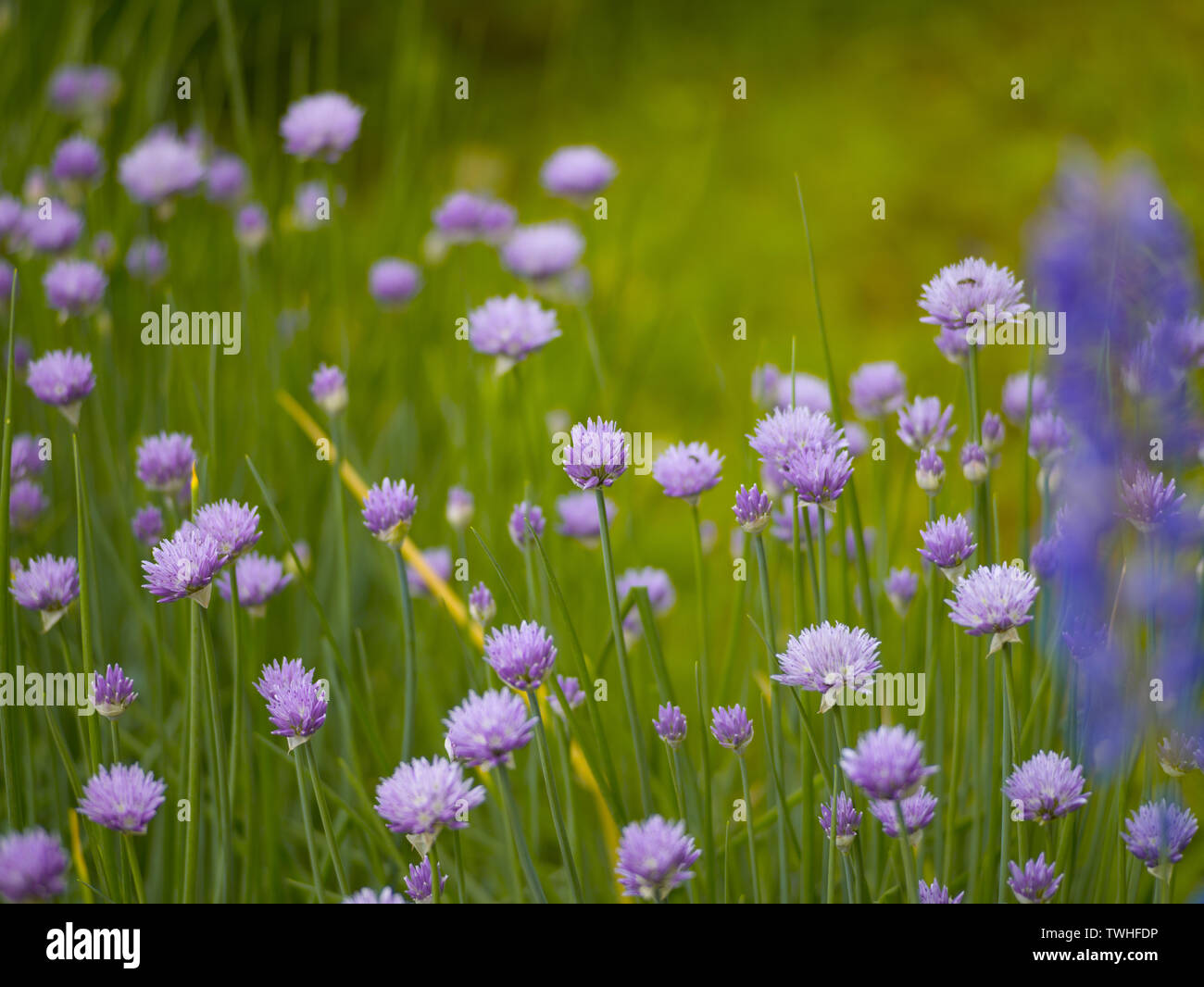 Onion flowers hi-res stock photography and images - Alamy