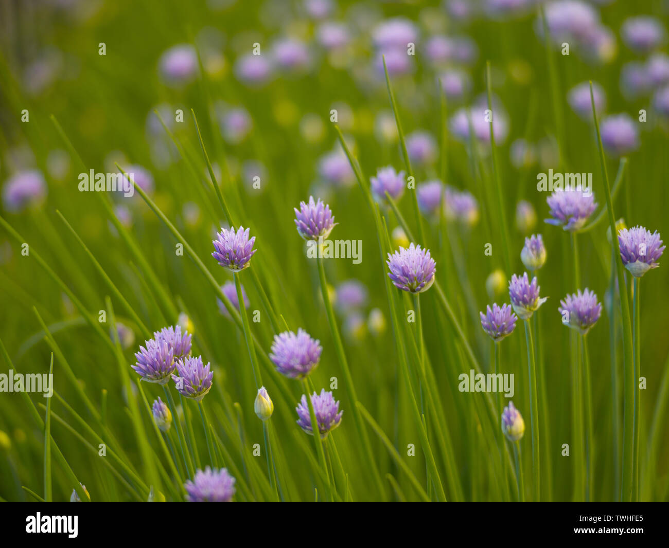 Onion flowers hires stock photography and images Alamy