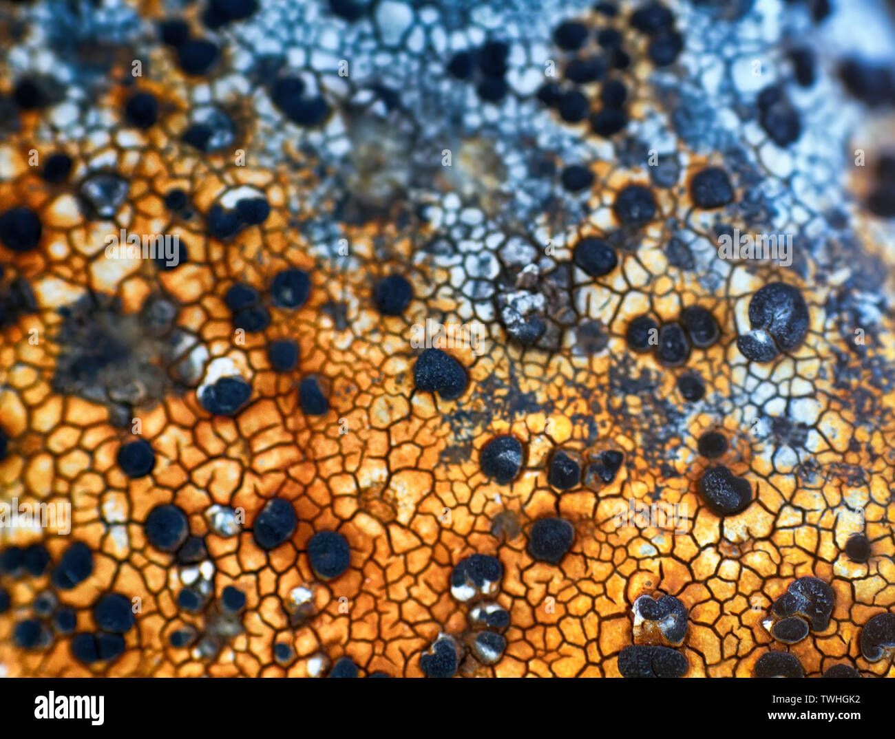 crustaceous lichens. Plants from mountain tundra (leaves, stems, flowers). Khibiny mountains, Kola Peninsula, Russia. Wndow into world of ultra macro. Stock Photo