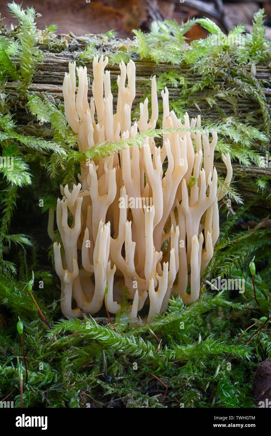 strict-branch coral (Ramaria stricta). cosmopolitan mushroom inedible. Stock Photo