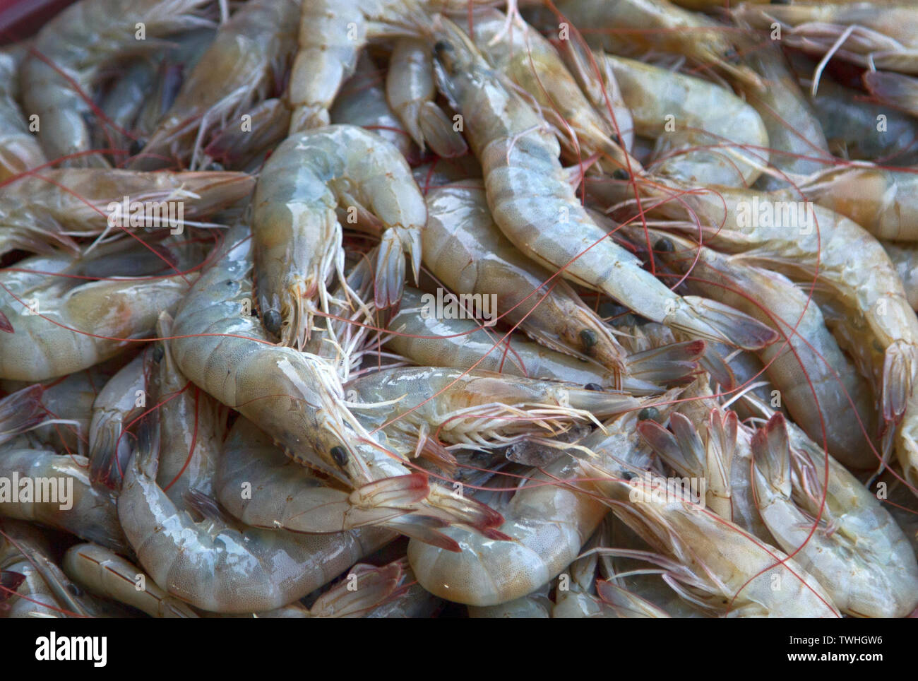 Shrimp In Ocean