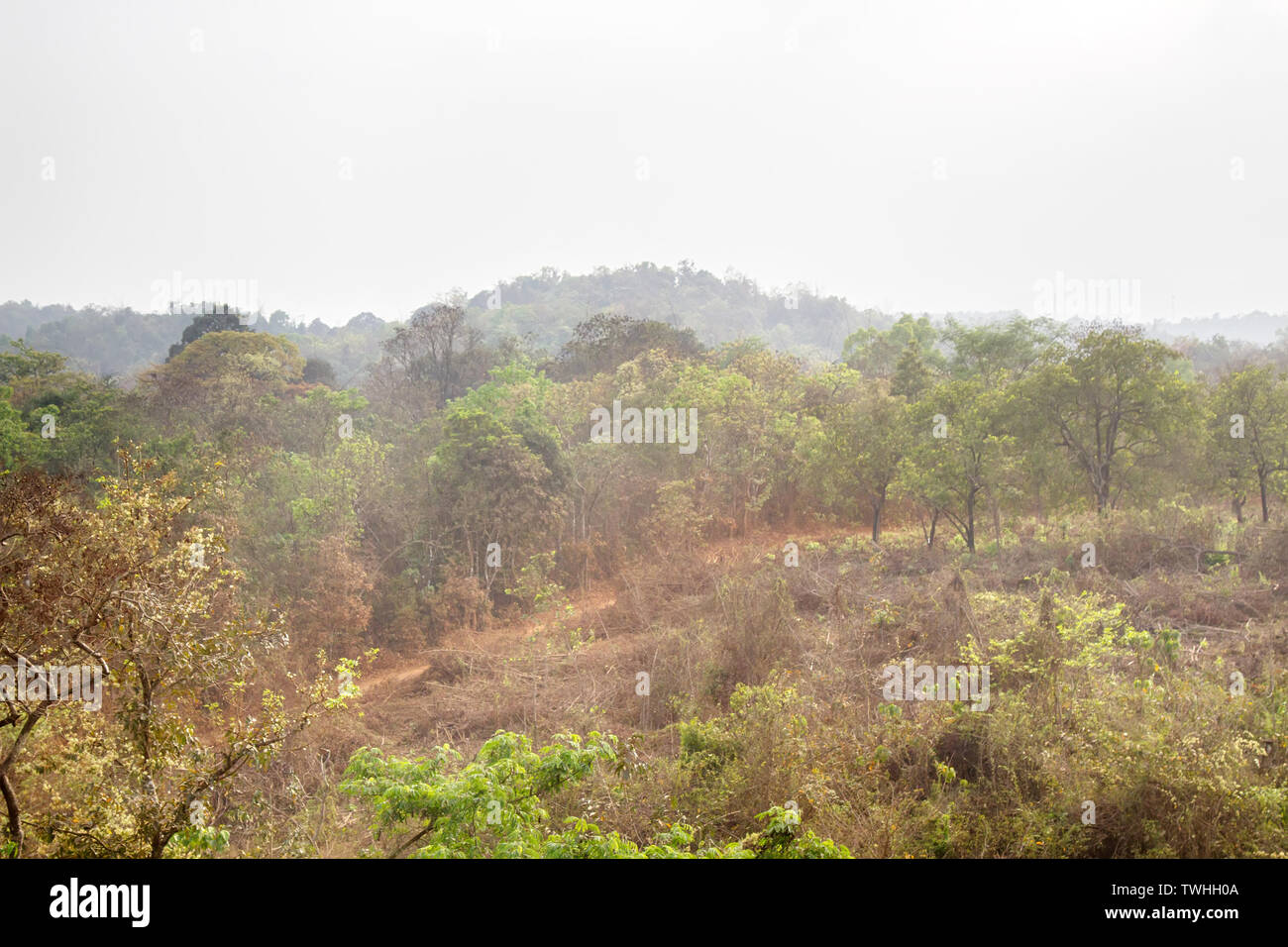 scrub jungle in early spring, subtropical forest. India Stock Photo Alamy