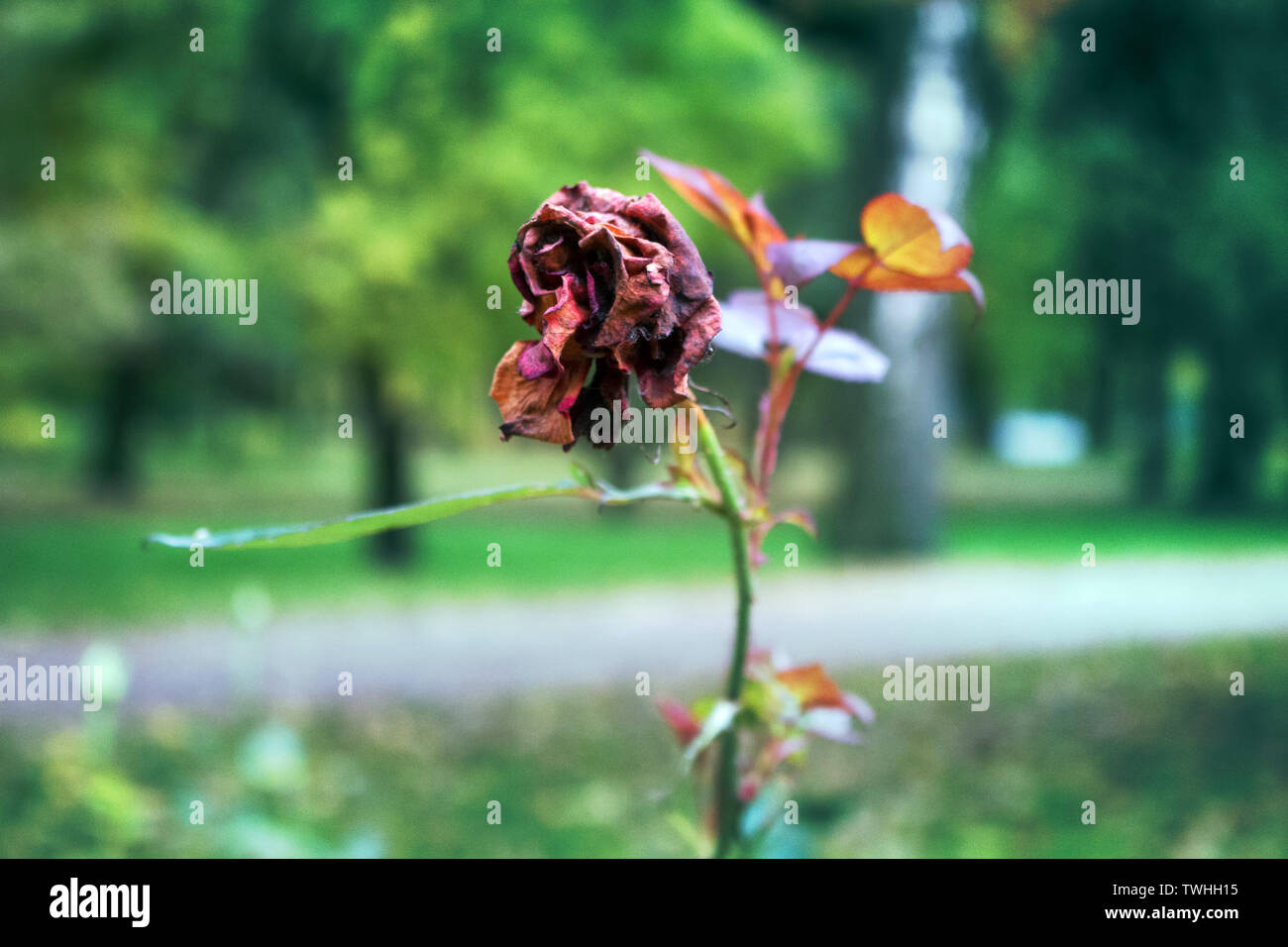 Dried rose flower in autumn Park. Symbol of decay and last of love