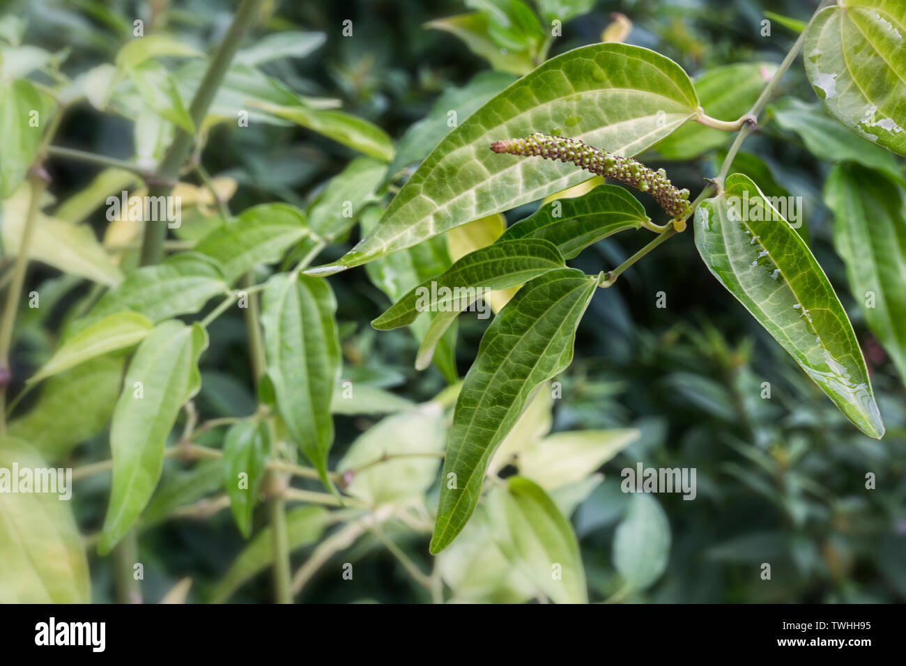 Black pepper (Piper nigrum), plant with flower and leaf Stock Photo