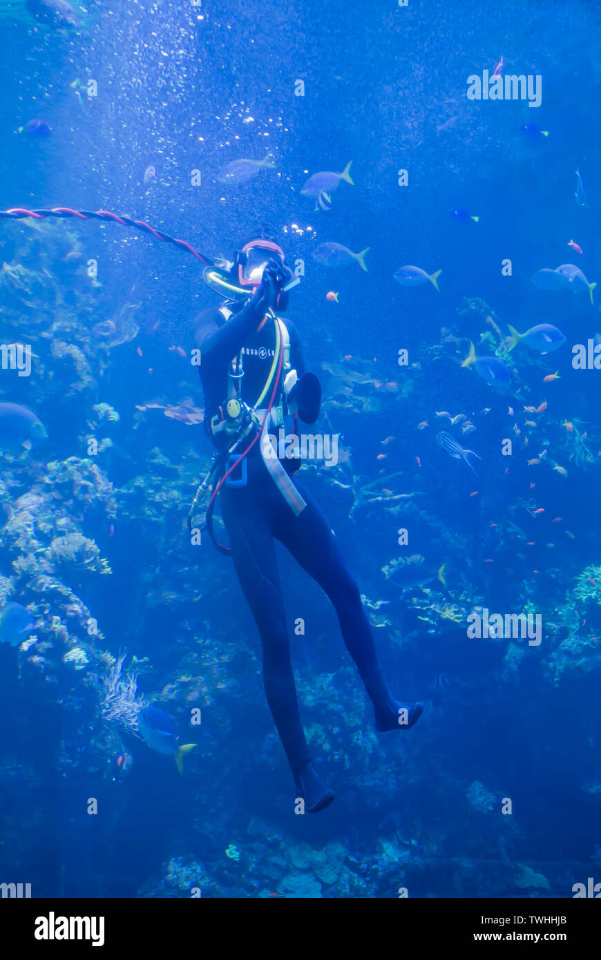 Diver Cleaning Interior of Aquarium Tank Stock Photo