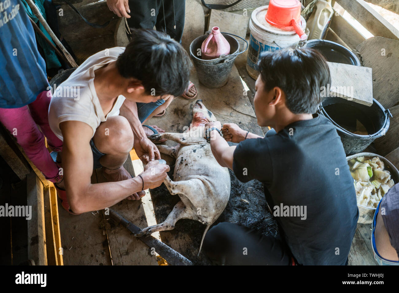 pig-slaughtering after shamanic ritual in the Akha village, Near Phongsali, Laos, Asia. Stock Photo