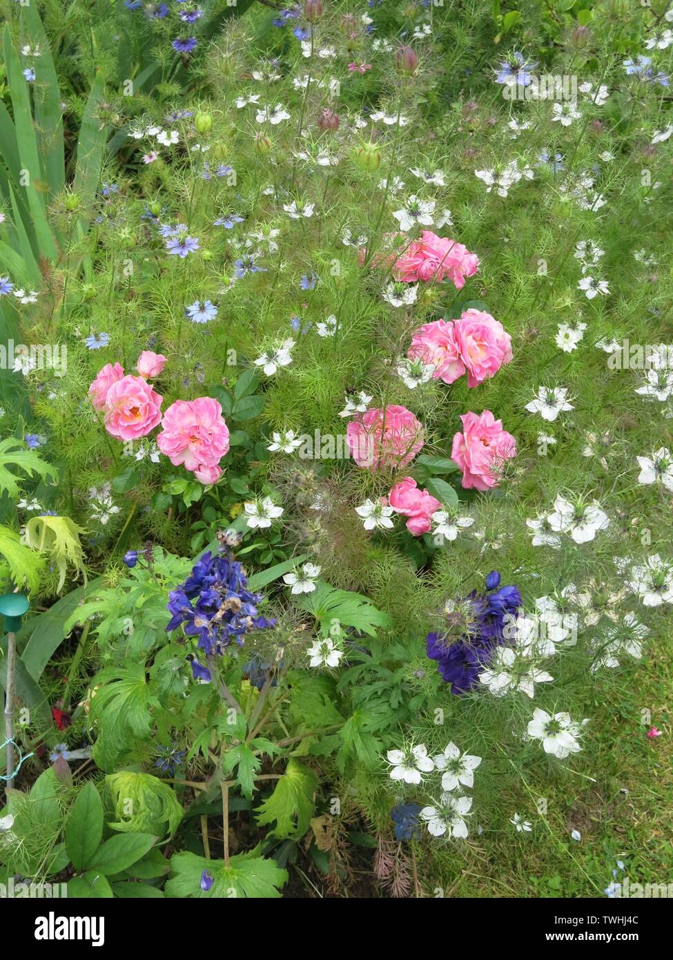 Rose underplanting hi-res stock photography and images - Alamy