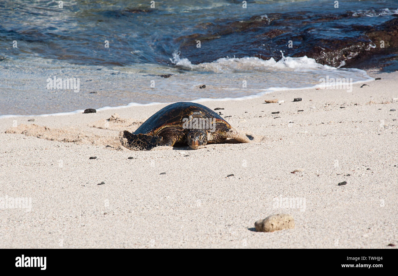 Sea turtle on sandy beach sunning himself with the tropical ocean in the background of gentle waves.  Nature landscape of a beautiful creature. Stock Photo