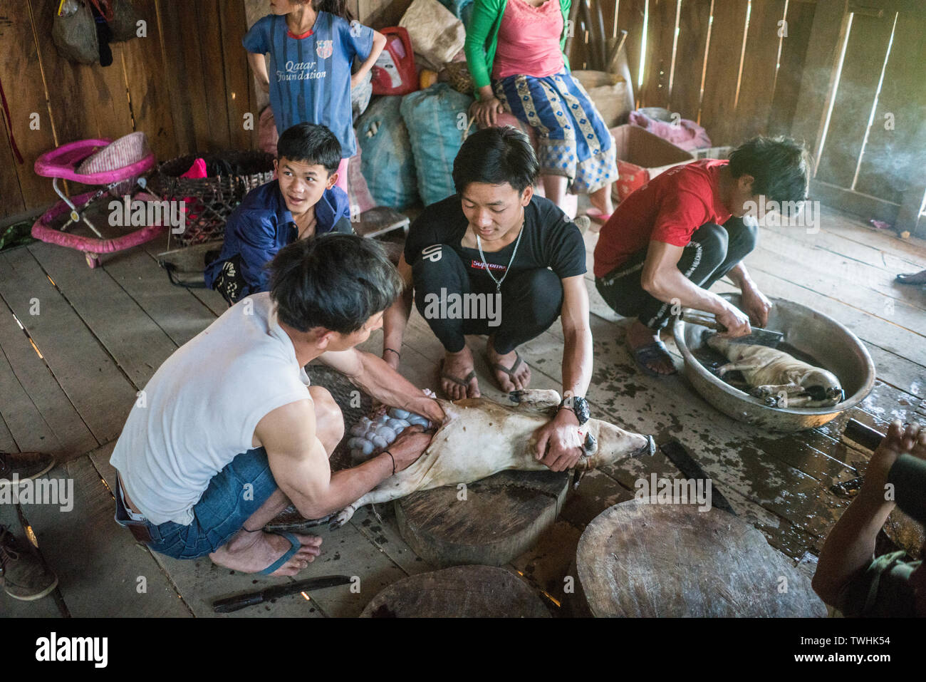 Woman Slaughtering Pig Hi-res Stock Photography And Images - Alamy