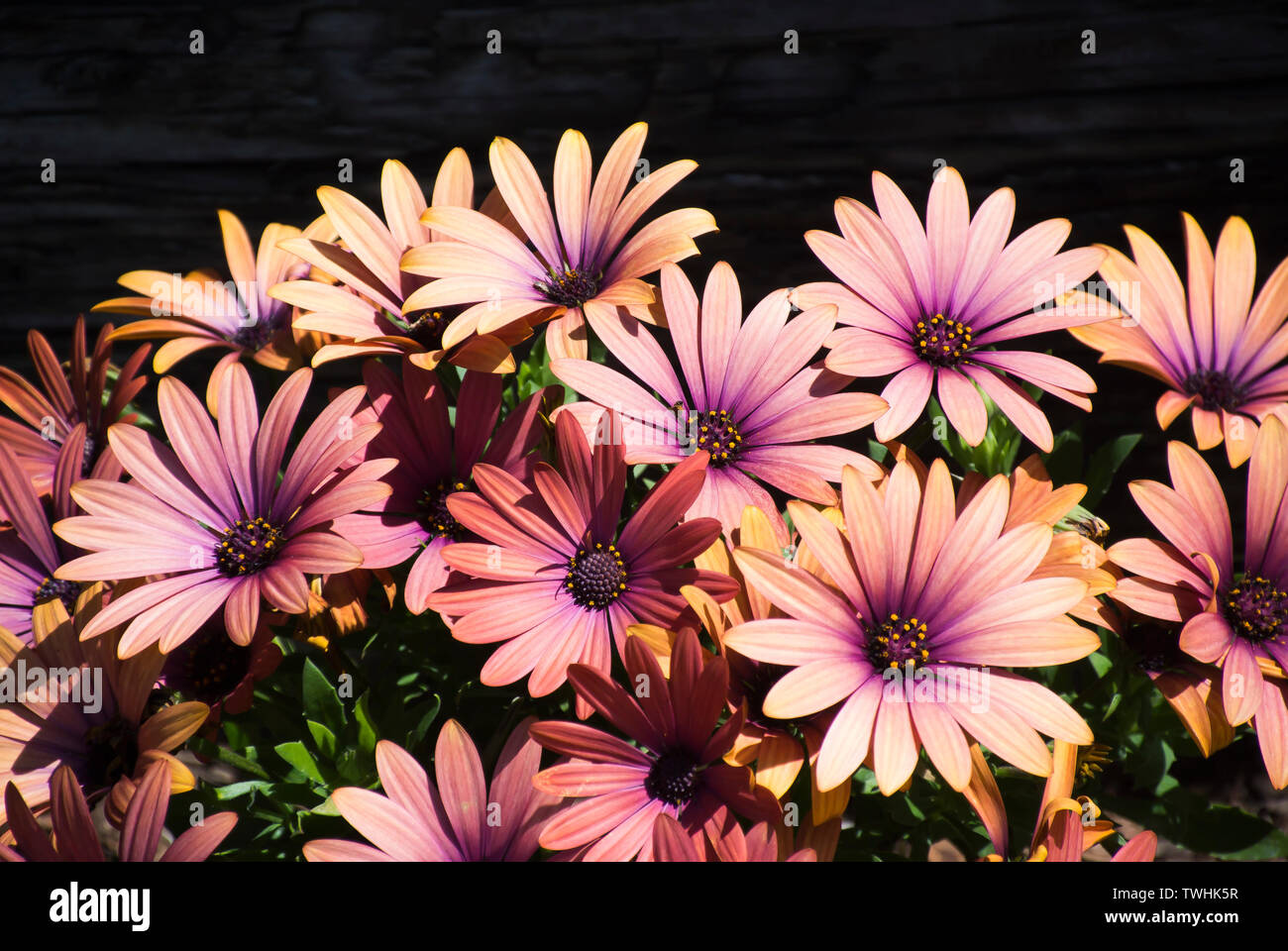 Flowers in Full Bloom Stock Photo Alamy