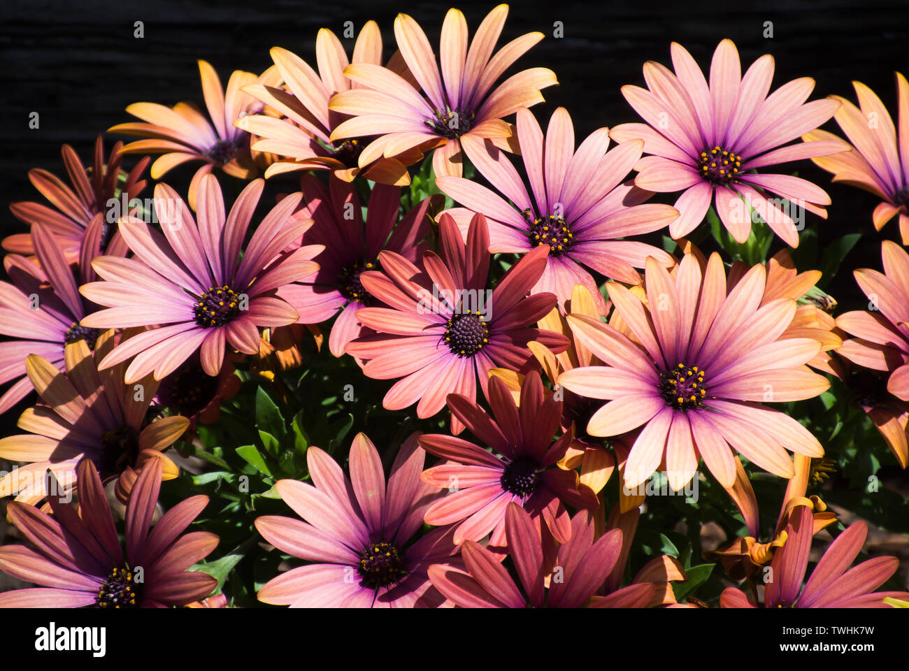 Flowers in Full Bloom Stock Photo Alamy