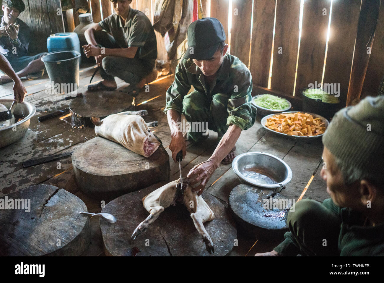 Pig-slaughtering After Shamanic Ritual In The Akha Village, Near 