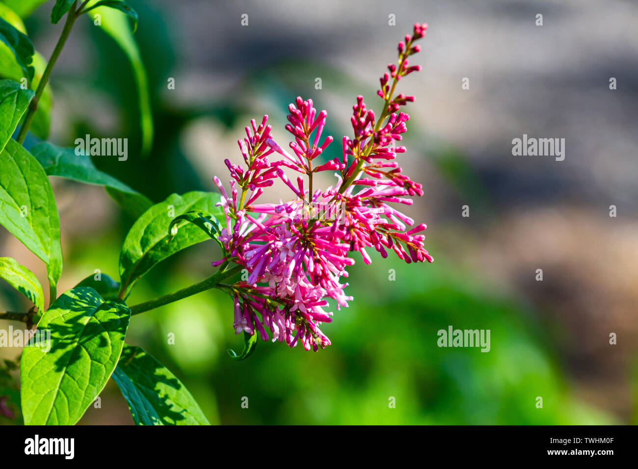 Macro Flower Flower Stock Photo