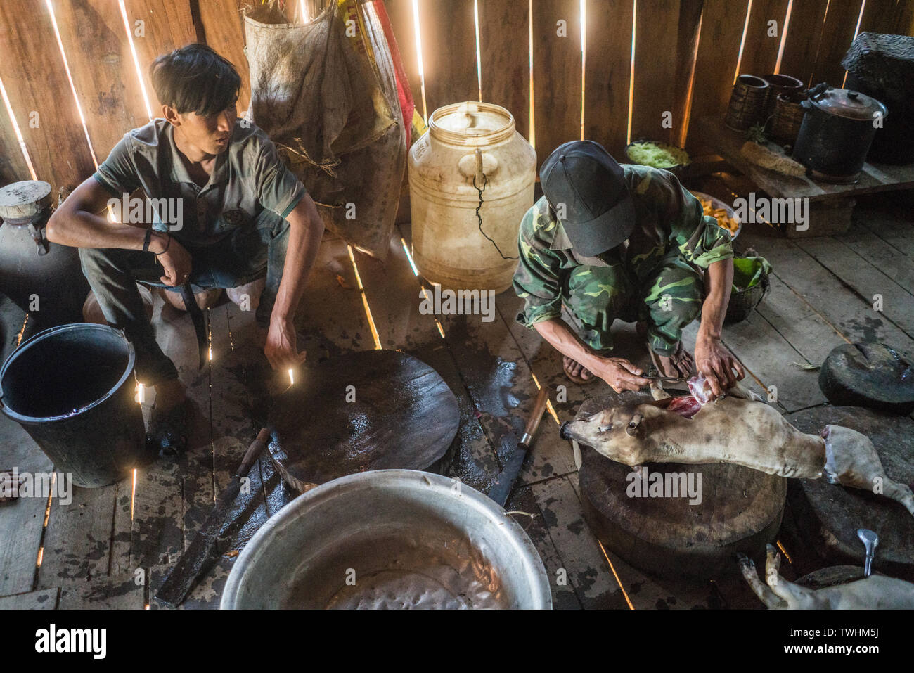 Pig-slaughtering After Shamanic Ritual In The Akha Village, Near 