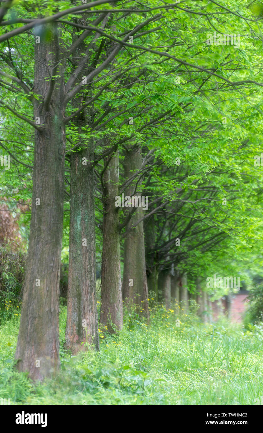 The green trees in the park Stock Photo - Alamy