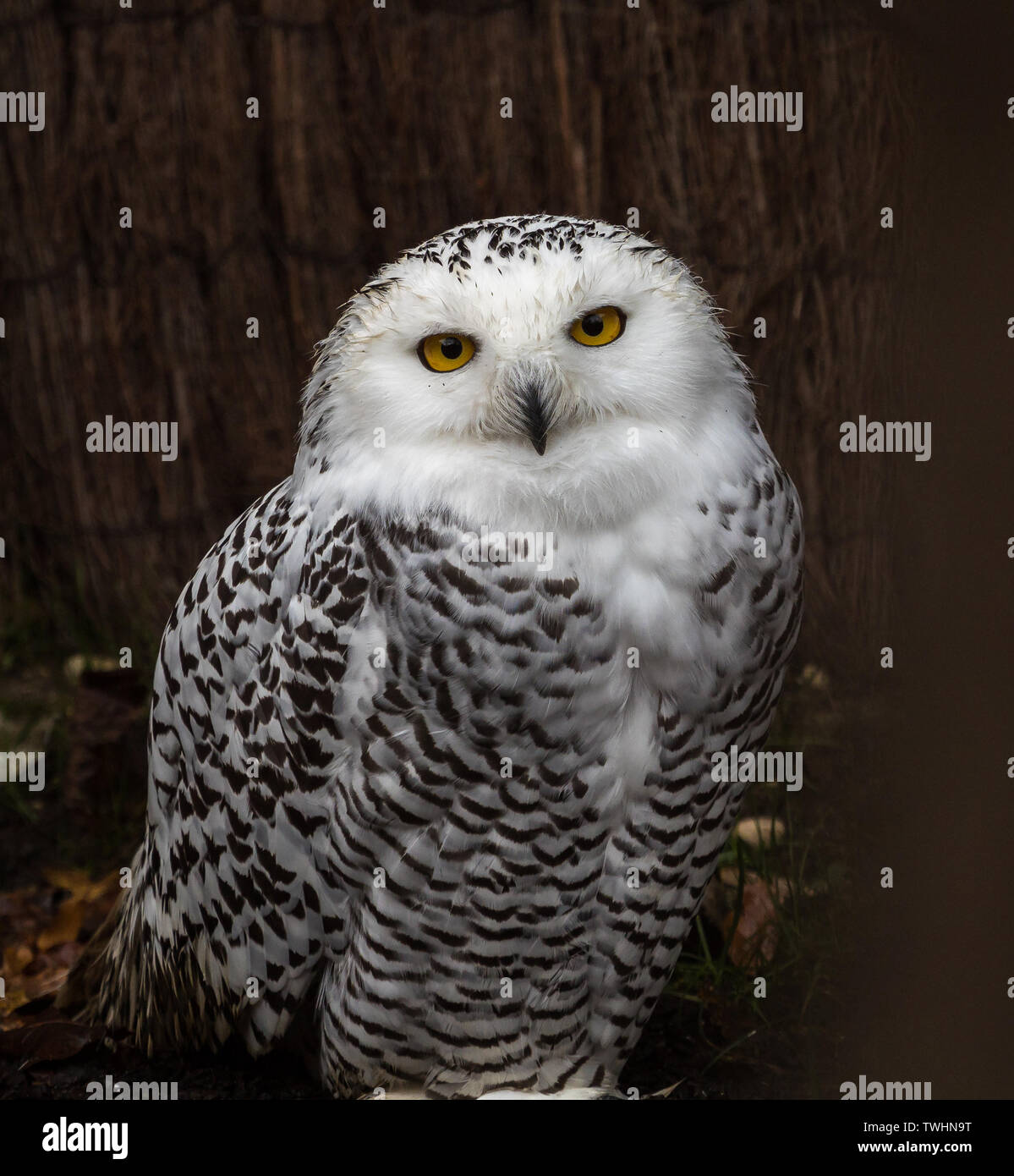 The Snowy Owl, Bubo scandiacus is a large, white owl of the typical owl ...