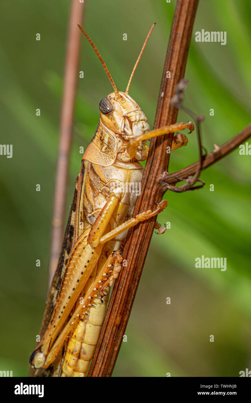 Life of wild animals hi-res stock photography and images - Alamy
