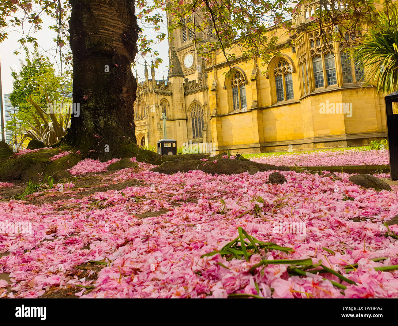 Pink cherry blossom petals covering the ground under a sakura tree outside Manchester Cathedral in spring Stock Photo