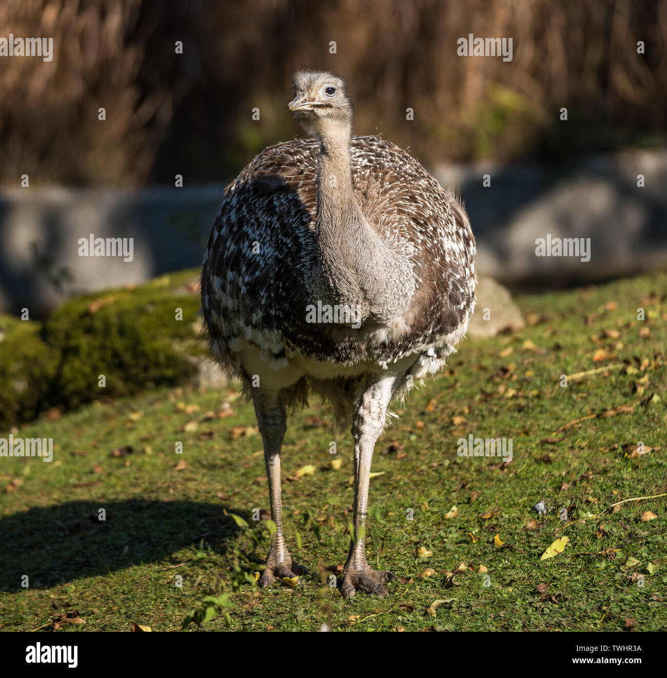 Lesser Rhea Wing Open Smaller wing hi-res stock photography and images - Alamy