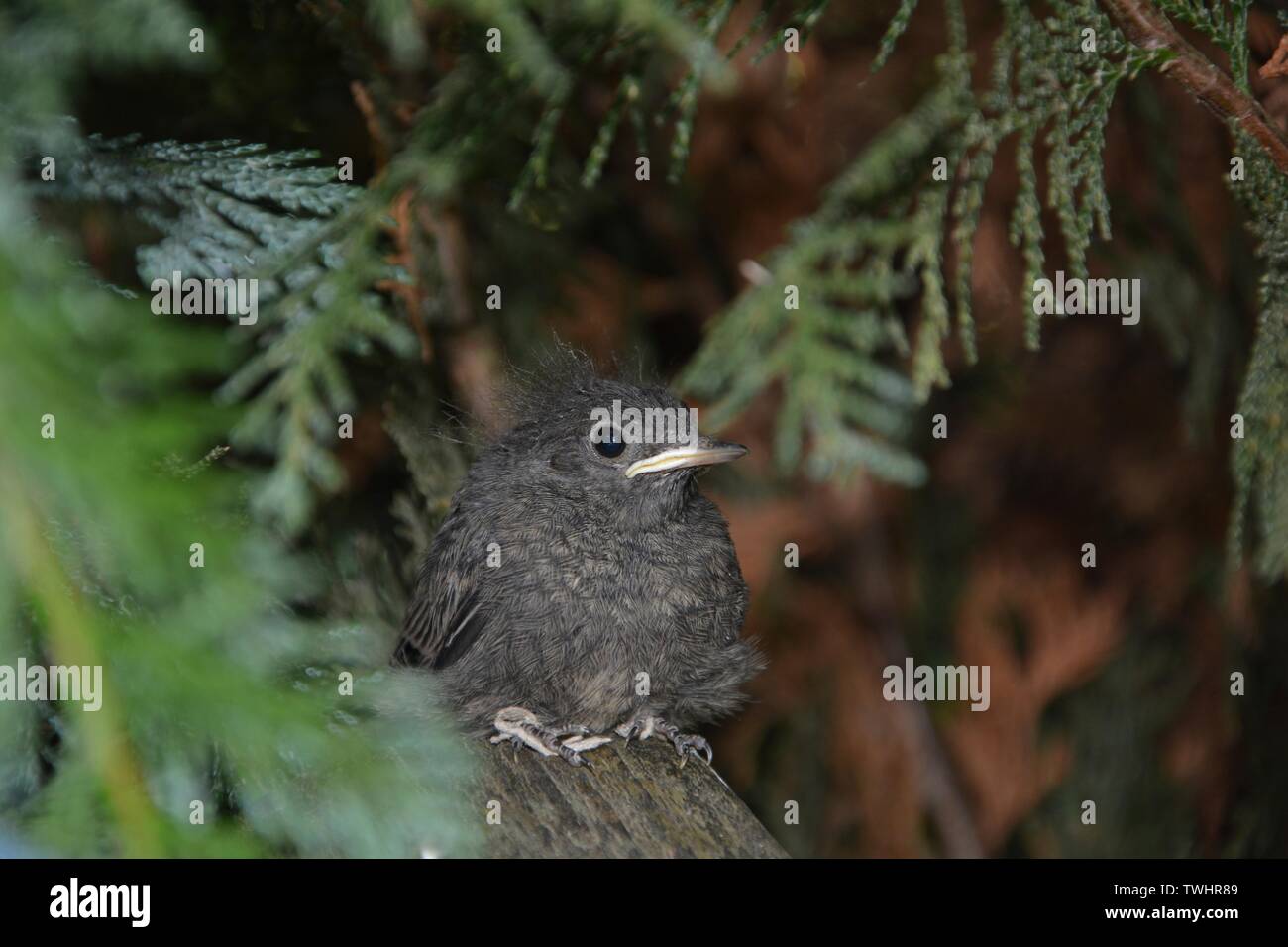 Black Redstart young bird sits from the front on branch in a hedge Stock Photo