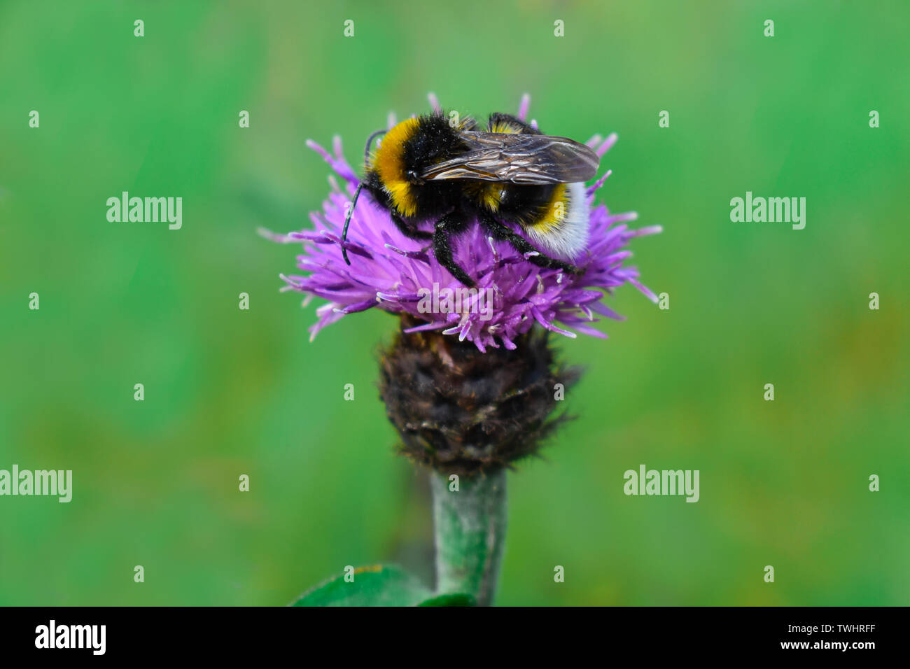 A Bumble Bee on top of a purple Thistle. Stock Photo