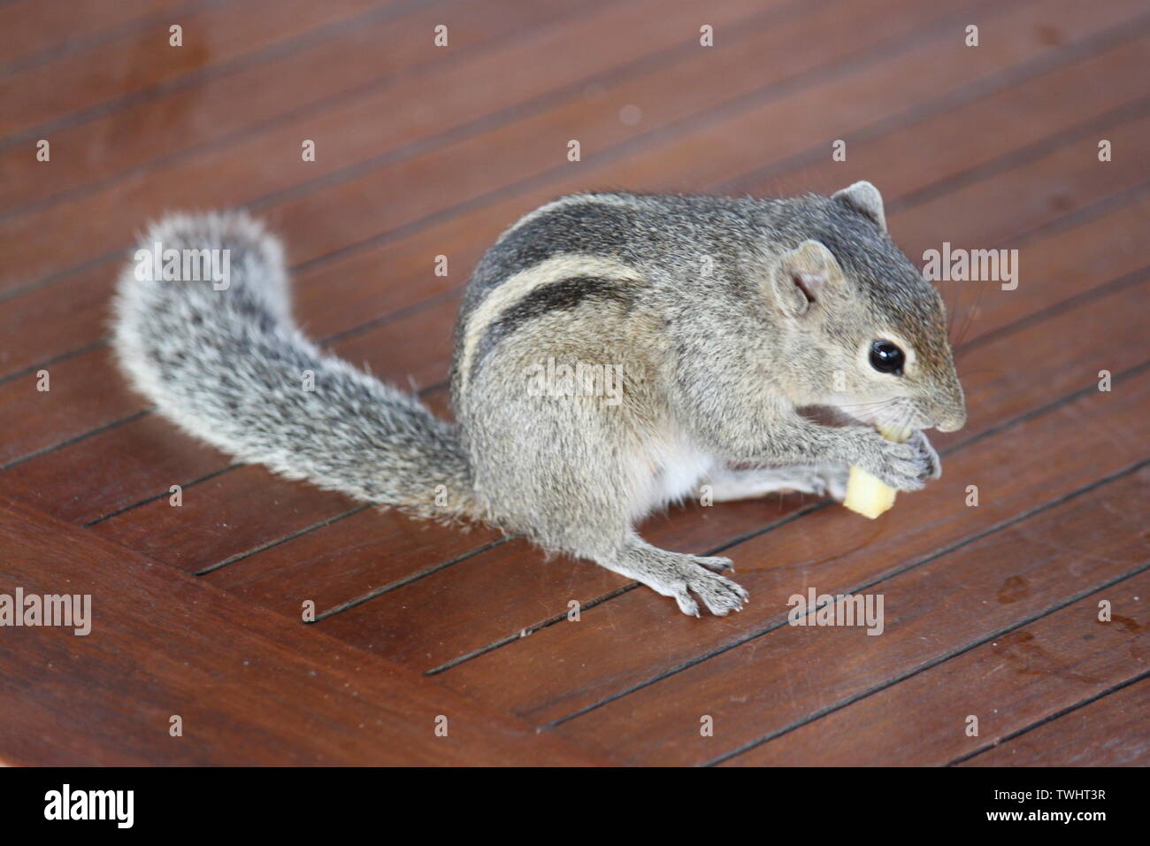 Indian Palm Squirrel at a holiday resort in Sri Lanka Stock Photo - Alamy