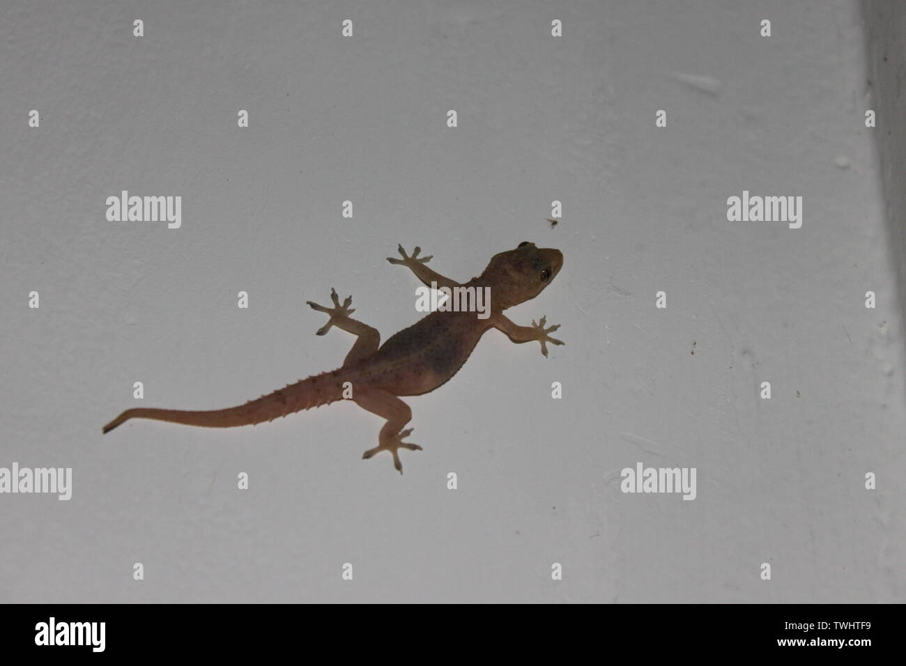 Asian house gecko (aka the Pacific house gecko, the common house gecko, house lizard, or moon lizard) hunting a fly on a white wall in Sri Lanka Stock Photo