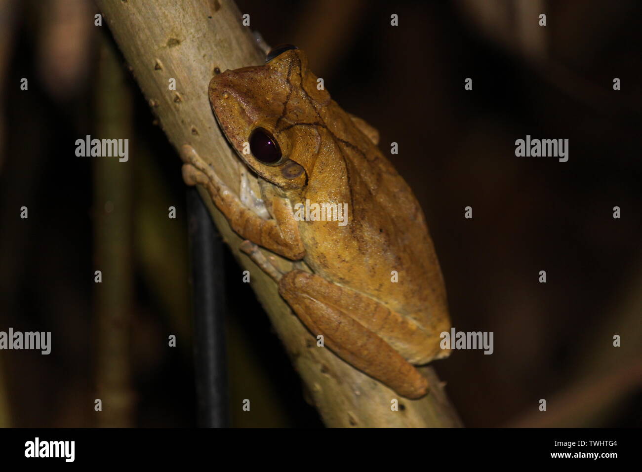 dera-s-bio-diversity-common-indian-tree-frog