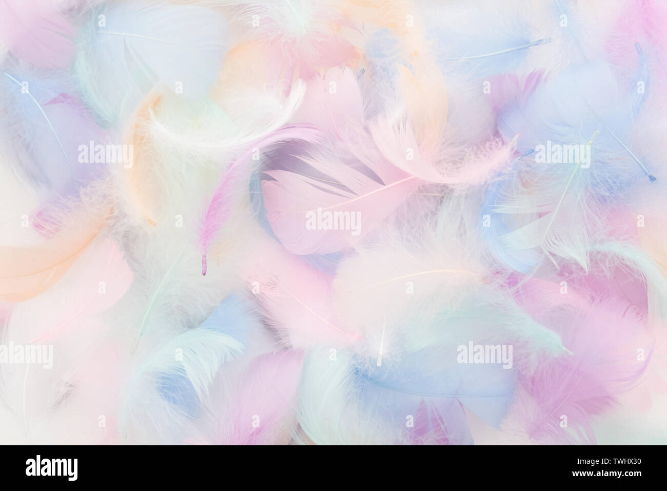 abstract nackground with soft colorfull feathers. Flat lay Stock Photo
