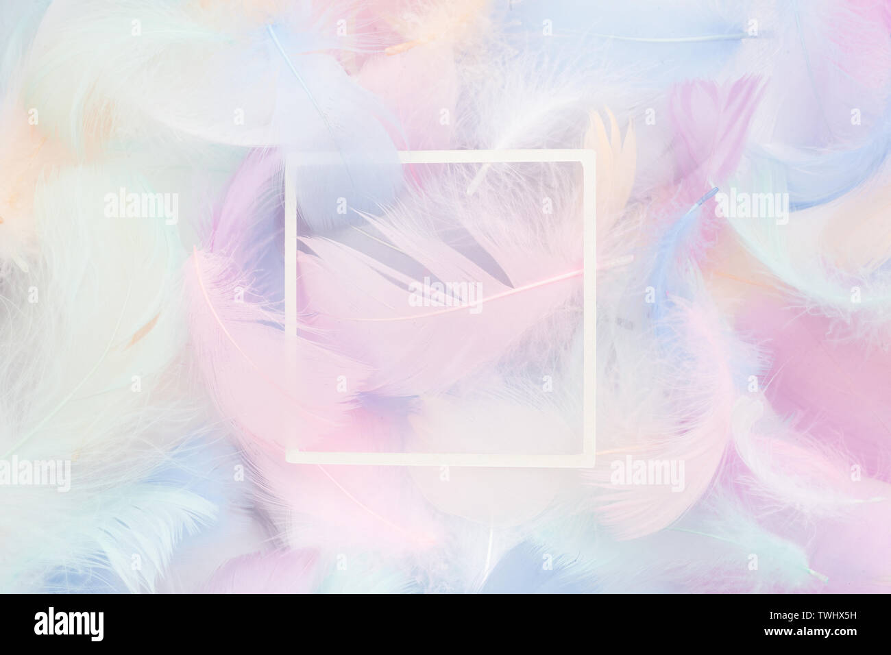 abstract nackground with soft colorfull feathers and white frame. Flat lay Stock Photo