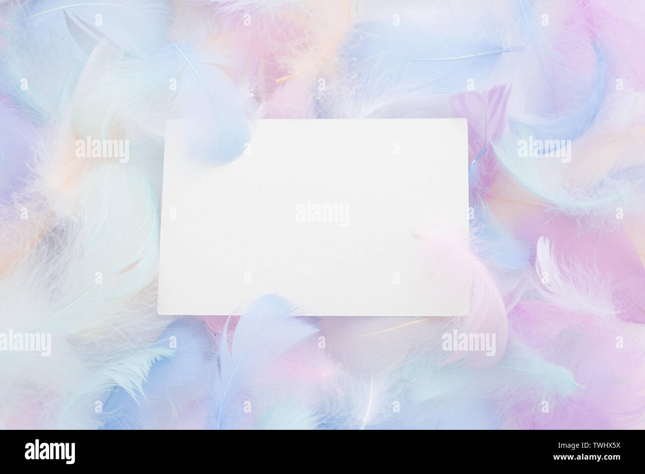 abstract nackground with soft colorfull feathers and white frame. Flat lay Stock Photo